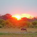 reiseorte-botswana-moremi-wildreservat-gnu-natucate