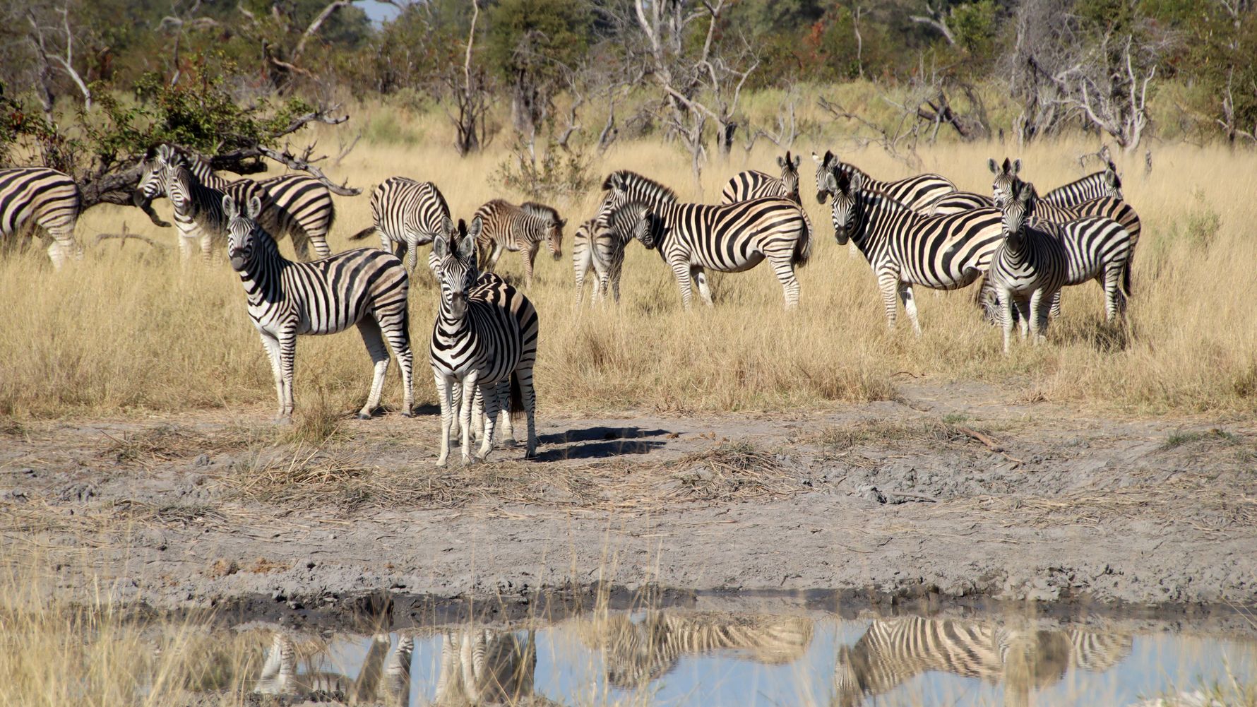 erfahrungsbericht-freiwilligenarbeit-namibia-rangerkurs-botswana-jacqueline-zebras-natucate
