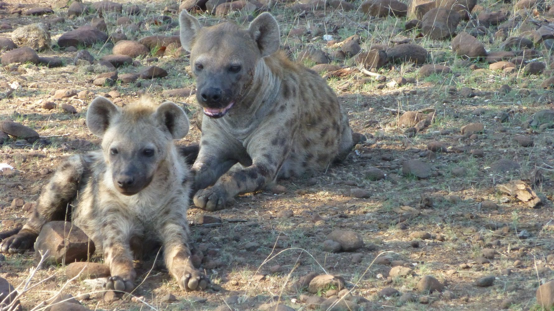 erfahrungsbericht-suedliches-afrika-kundenfotos-sabbatjahr-fgl1-wildhunde-natucate