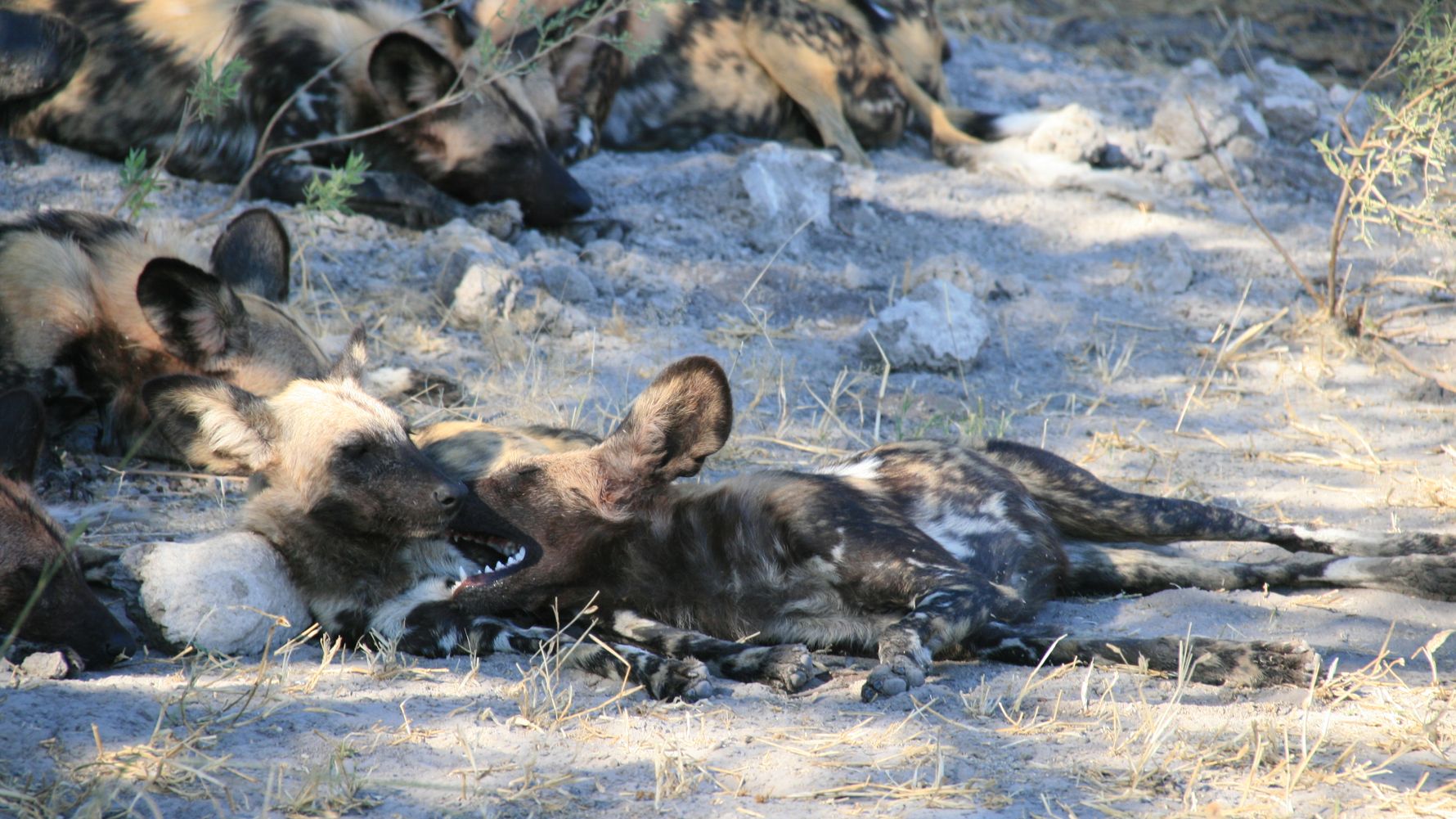 blog-naturwissen-verhalten-wildhunde-rudel-natucate