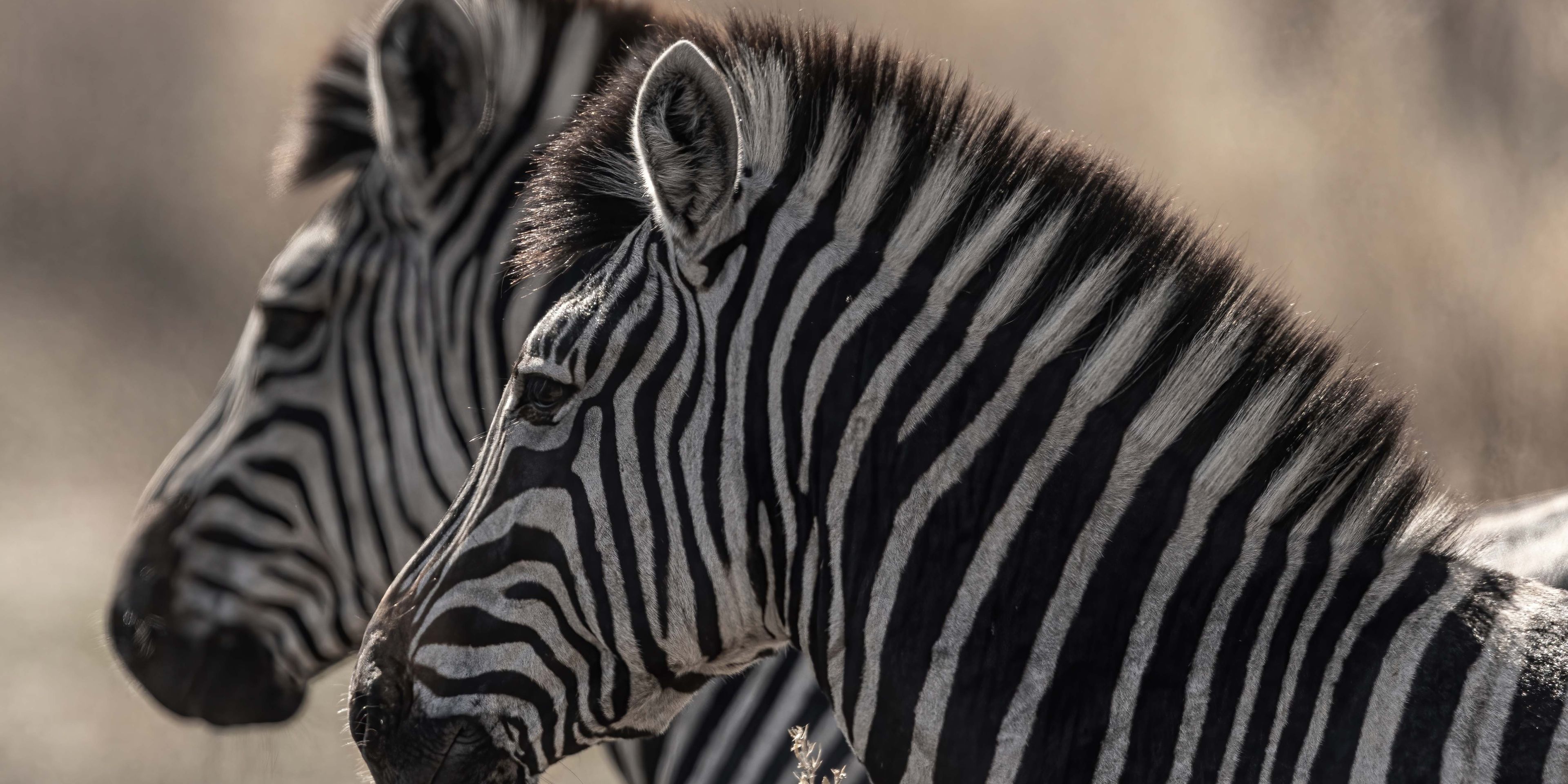 natur-und-rangerkurs-botswana-afrika-san-survival-skills-tracking-zebras-natucate