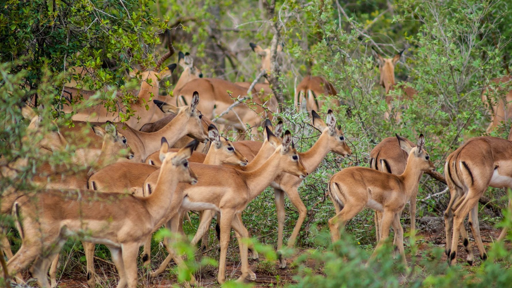 erfahrungsbericht-suedafrika-kundenfotos-rangerausbildung-antilope-natucate