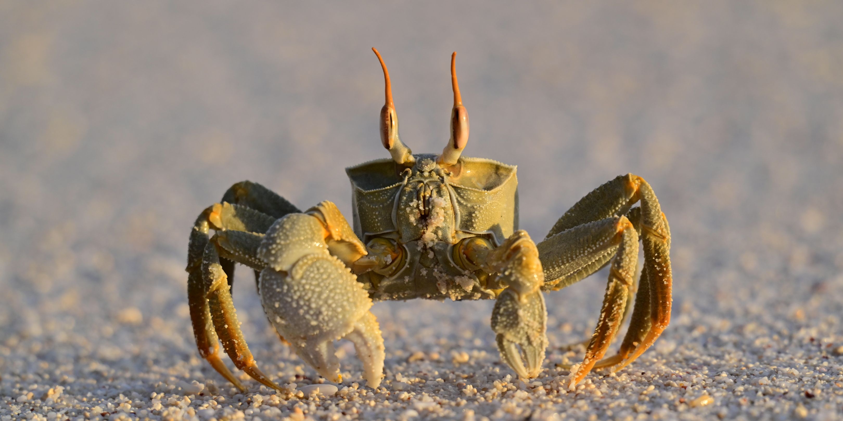volunteering-north-island-seychelles-crab-jaana