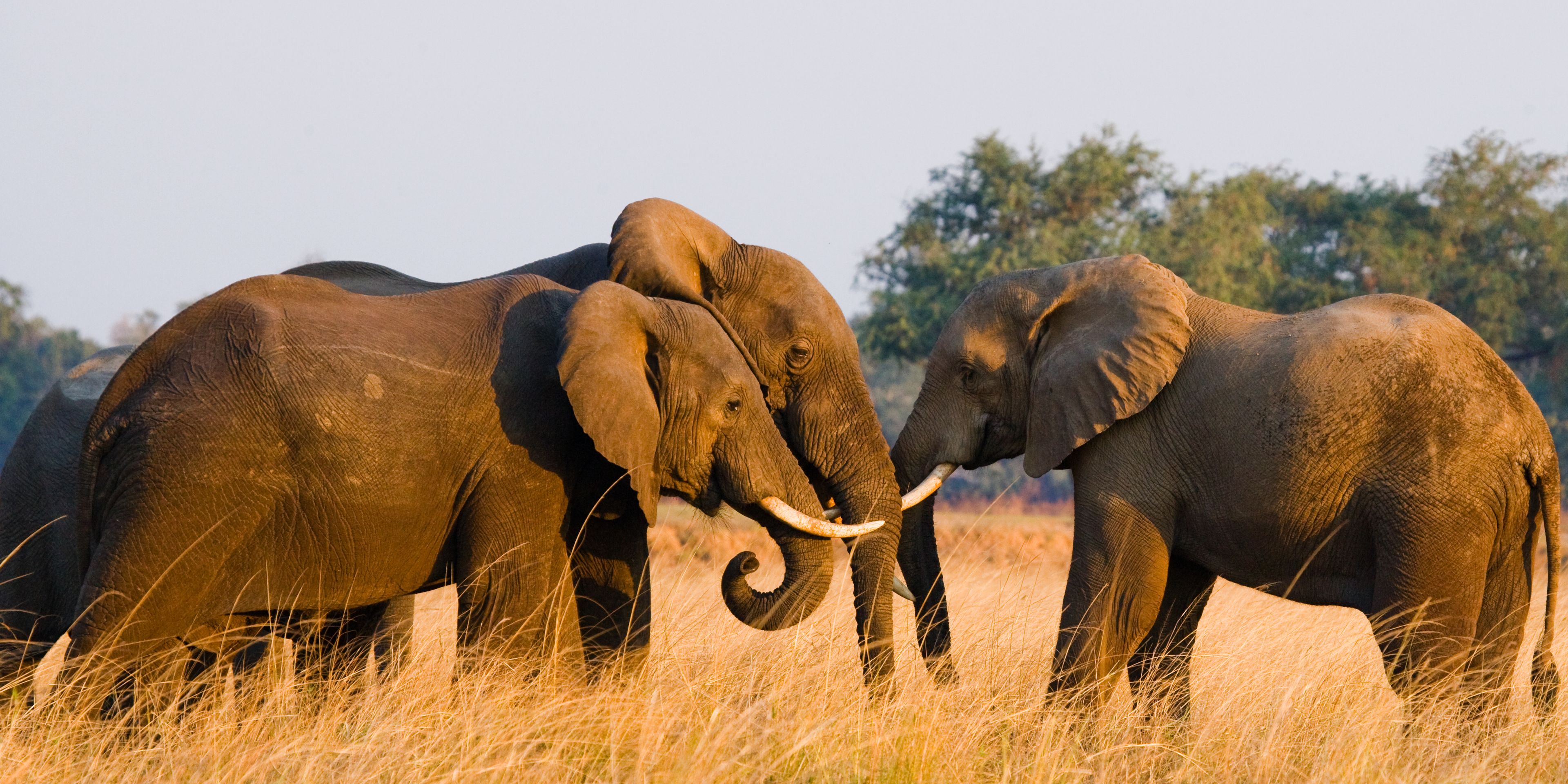 natucate-trip-zambia-safari-walking-robin-pope-luangwa-nationalpark-elephants