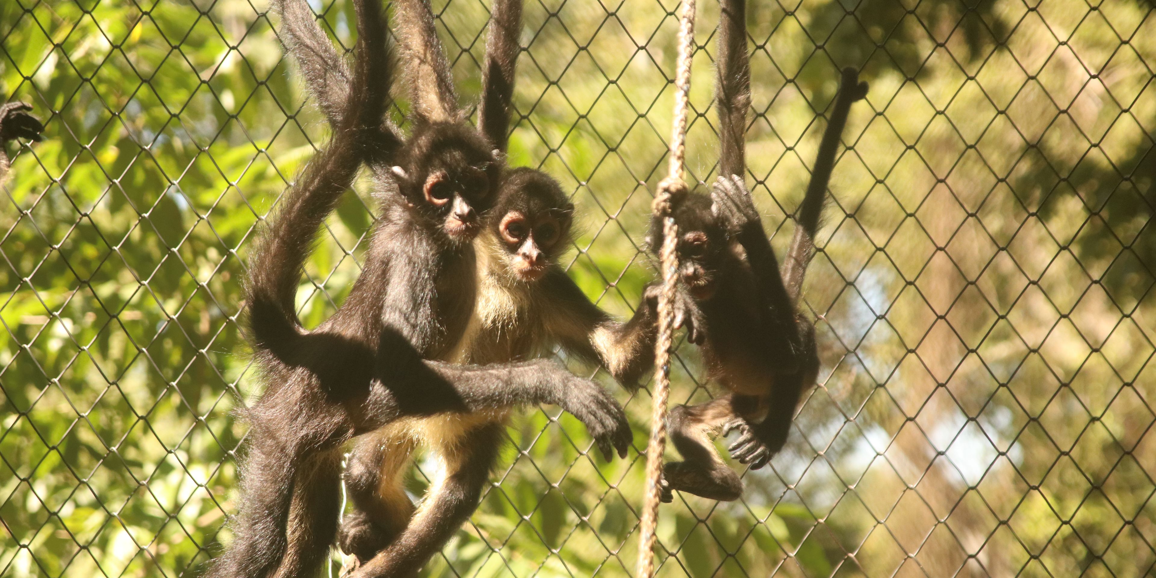 reisen-freiwilligendienst-guatemala-wildtierschutz-drei-affen