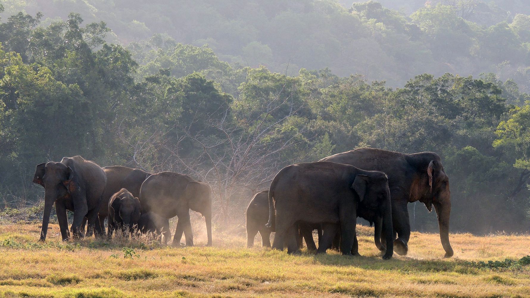 erfahrungsberichte-freiwilligenarbeit-sri-lanka-artenschutz-thomas-elefanten-herde-natucate