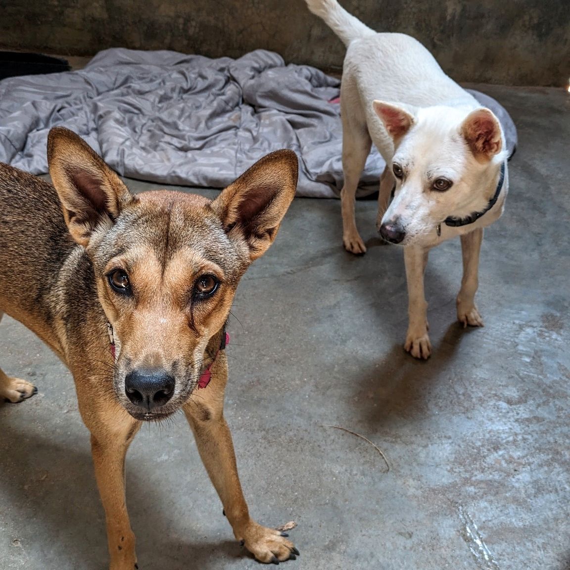 natucate-blog-review-thailand-koh-lanta-wayne-two-dogs