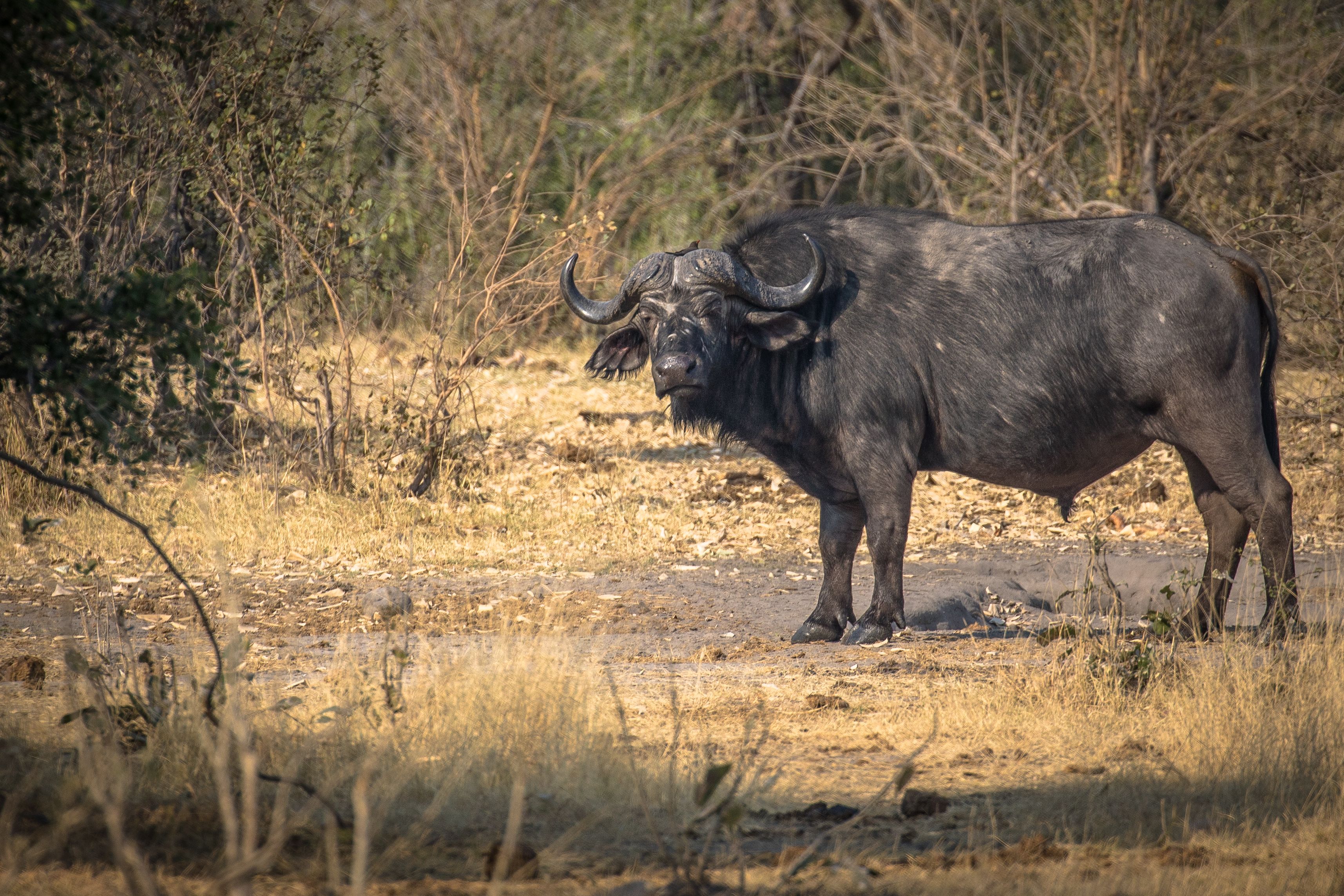 African Buffalo - South African Wildlife Guide