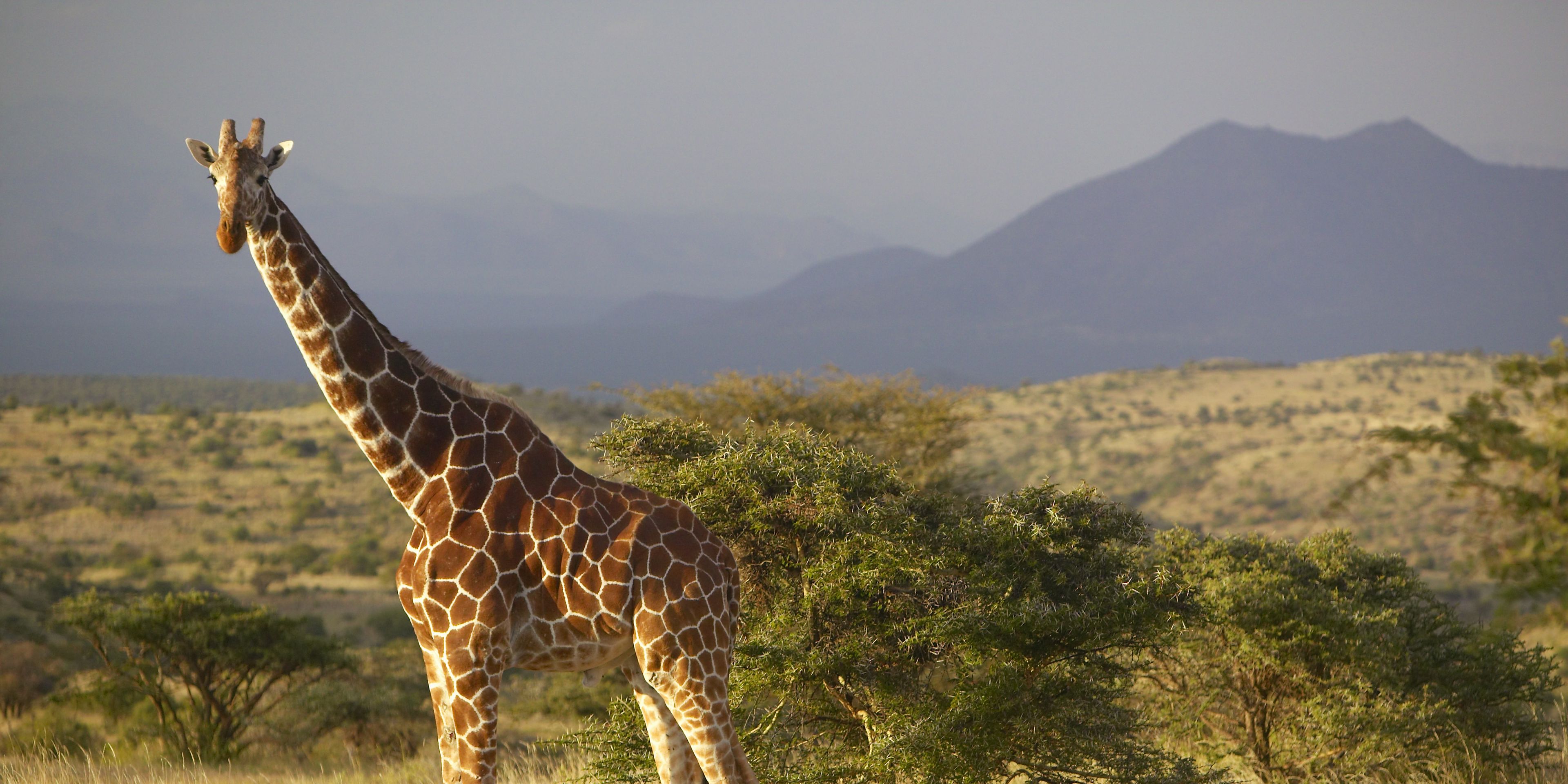 Studenten eines Rangerkurses beobachten eine Giraffe in direkter Naehe bei einem Safari Trip