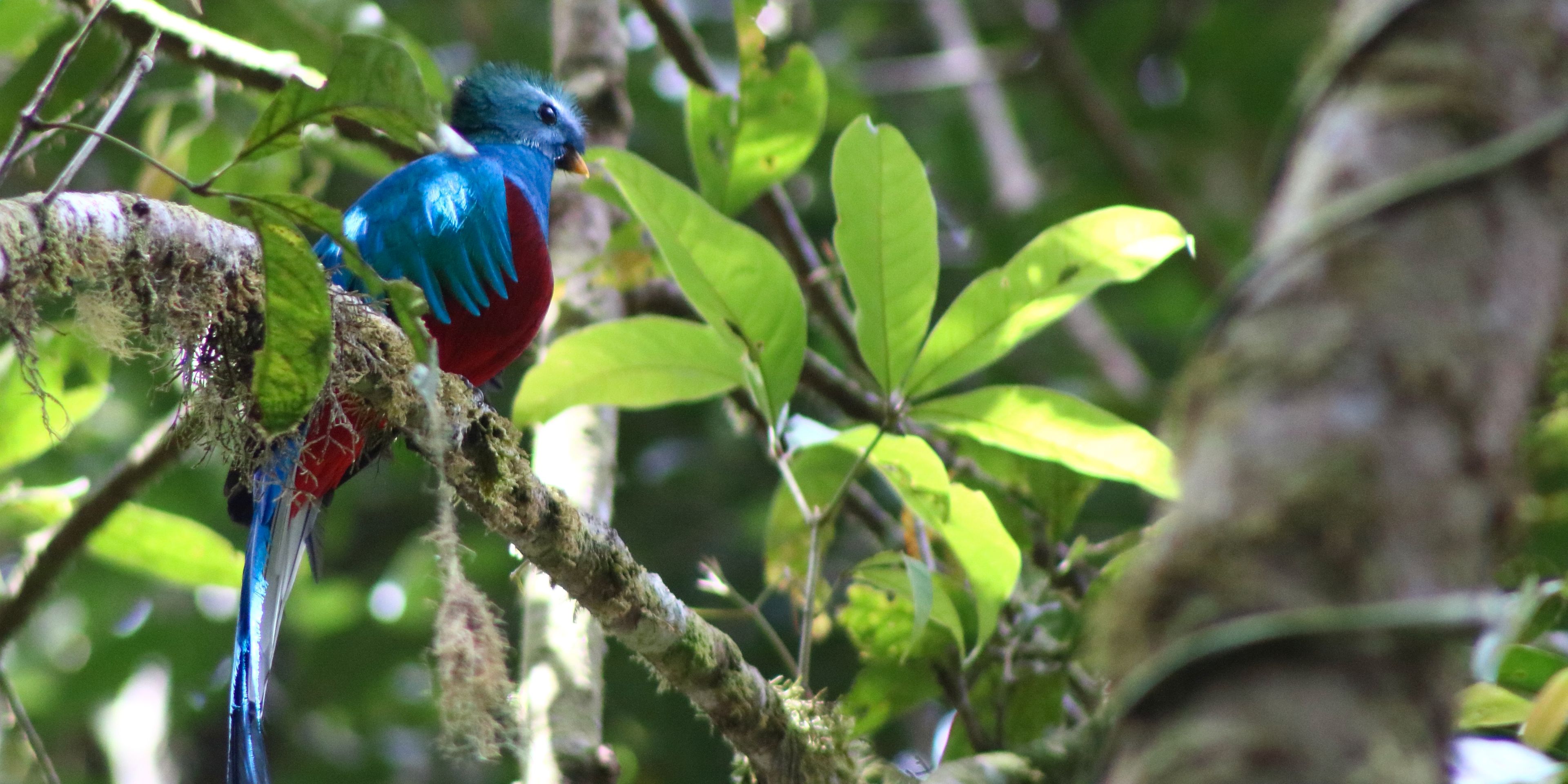 natucate-volunteering-costa-rica-forest-conservation-blue-bird