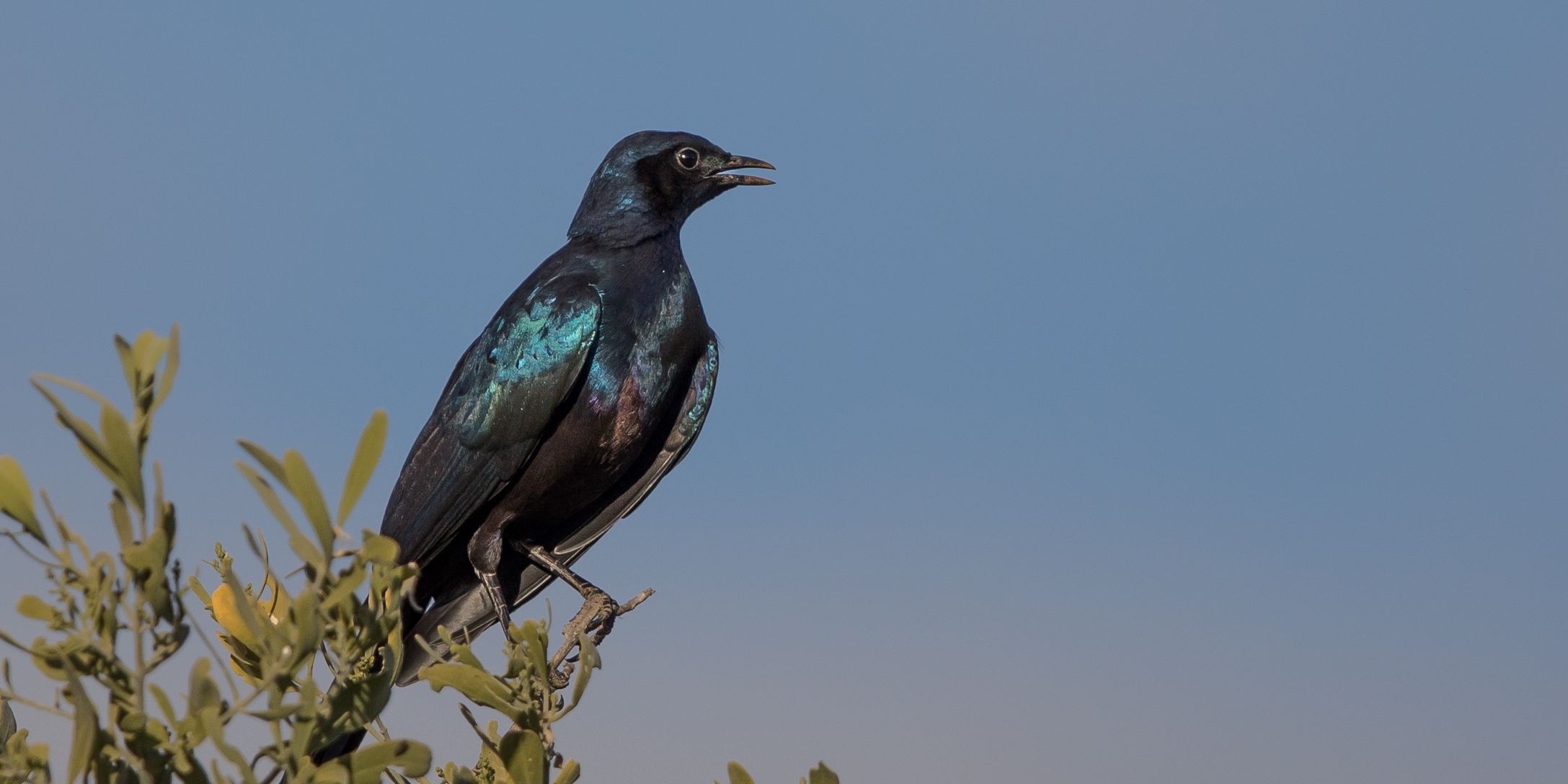 safari-botswana-expedition-okavango-delta-starling
