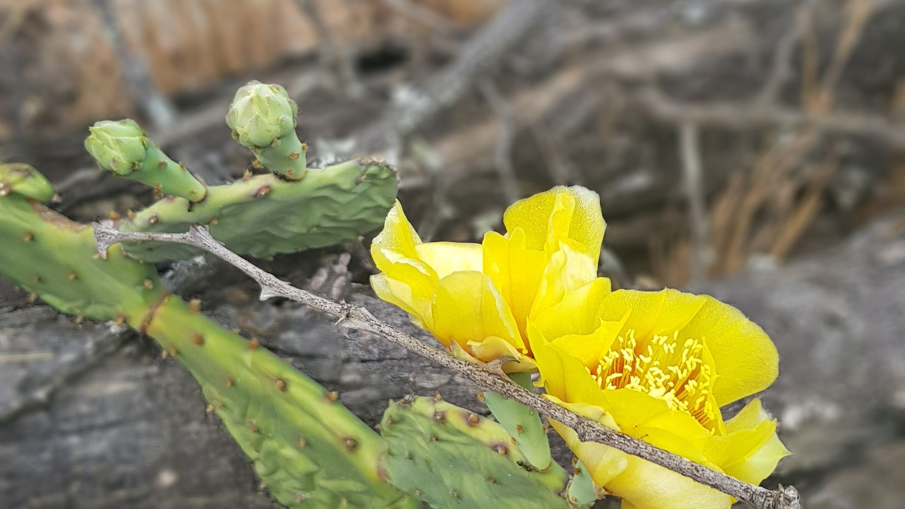 erfahrungsberichte-naturreise-suedafrika-ecoquest-sandra-bluete-natucate