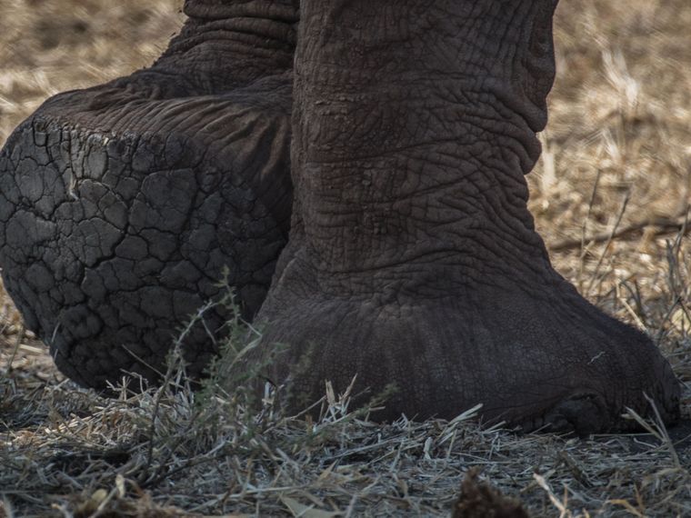 rangerausbildung-wissen-saeugetiere-elefantenfuesse-natucate