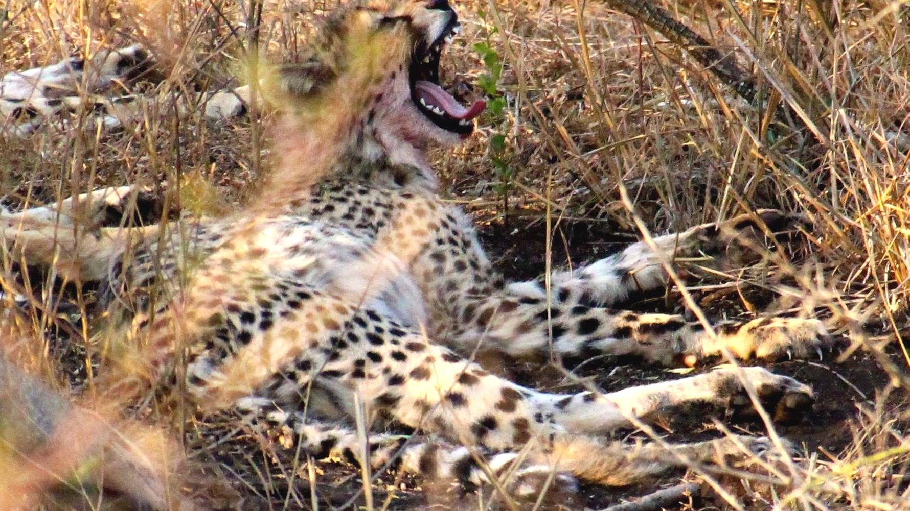 freiwilligenarbeit-suedafrika-erfahrungsbericht-kundenfotos-artenschutz-gepard-natucate