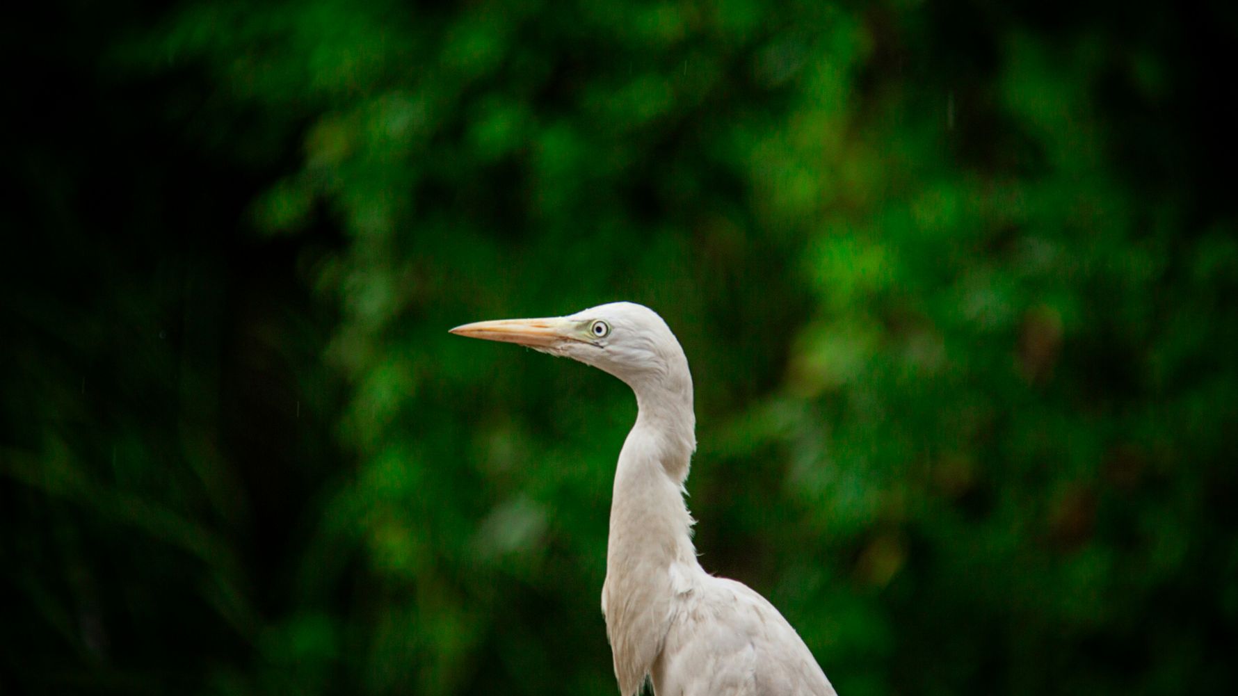 Silberreiher
