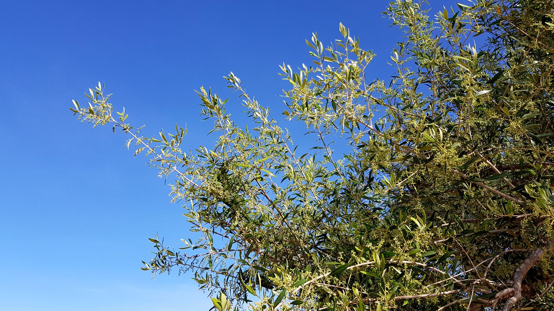 laenderinformationen-griechenland-flora-natucate