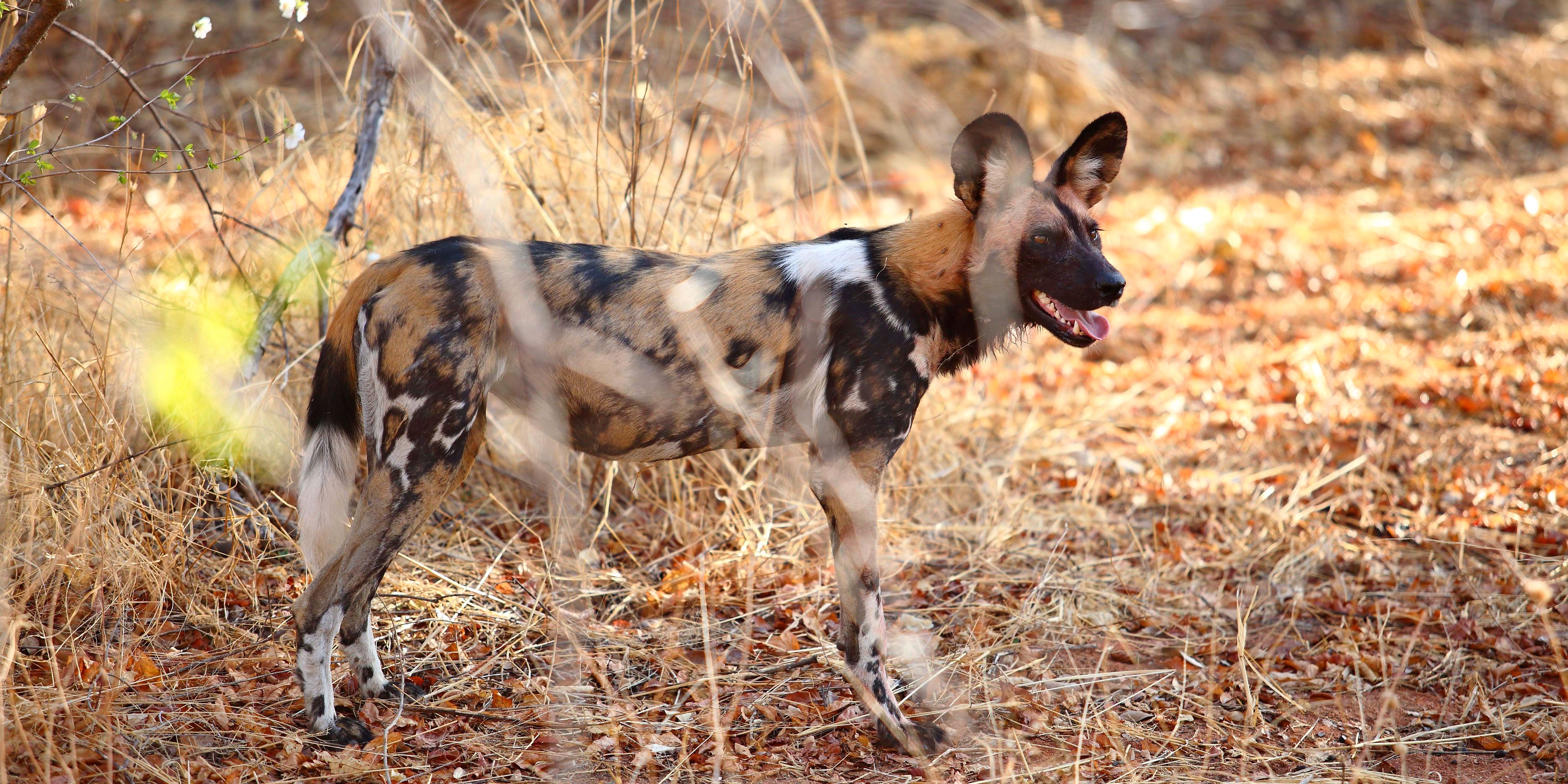 Wild Dog