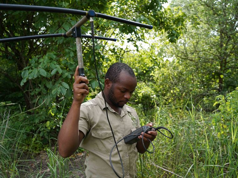 natucate-volunteering-malawi-wildlife-monitoring-tracking-bush