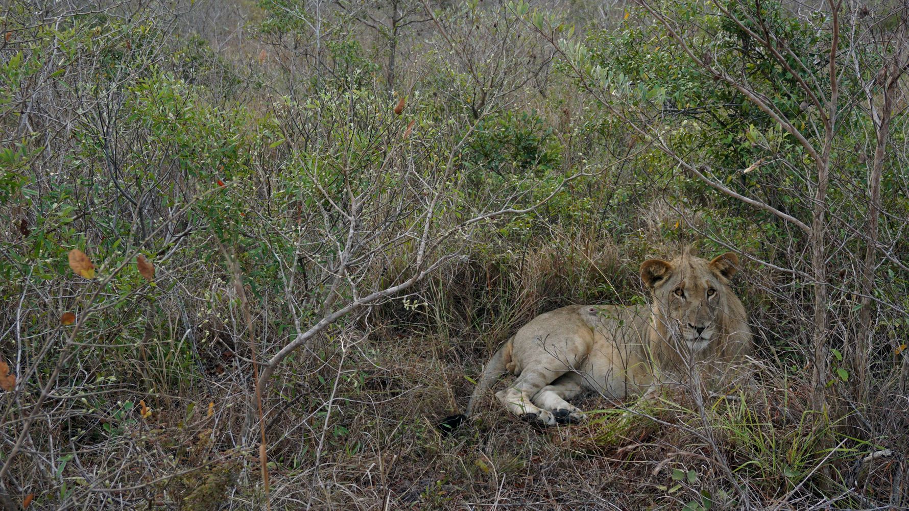 erfahrungsberichte-freiwilligenarbeit-artenschutz-suedafrika-zululand-svenja-loewe-natucate