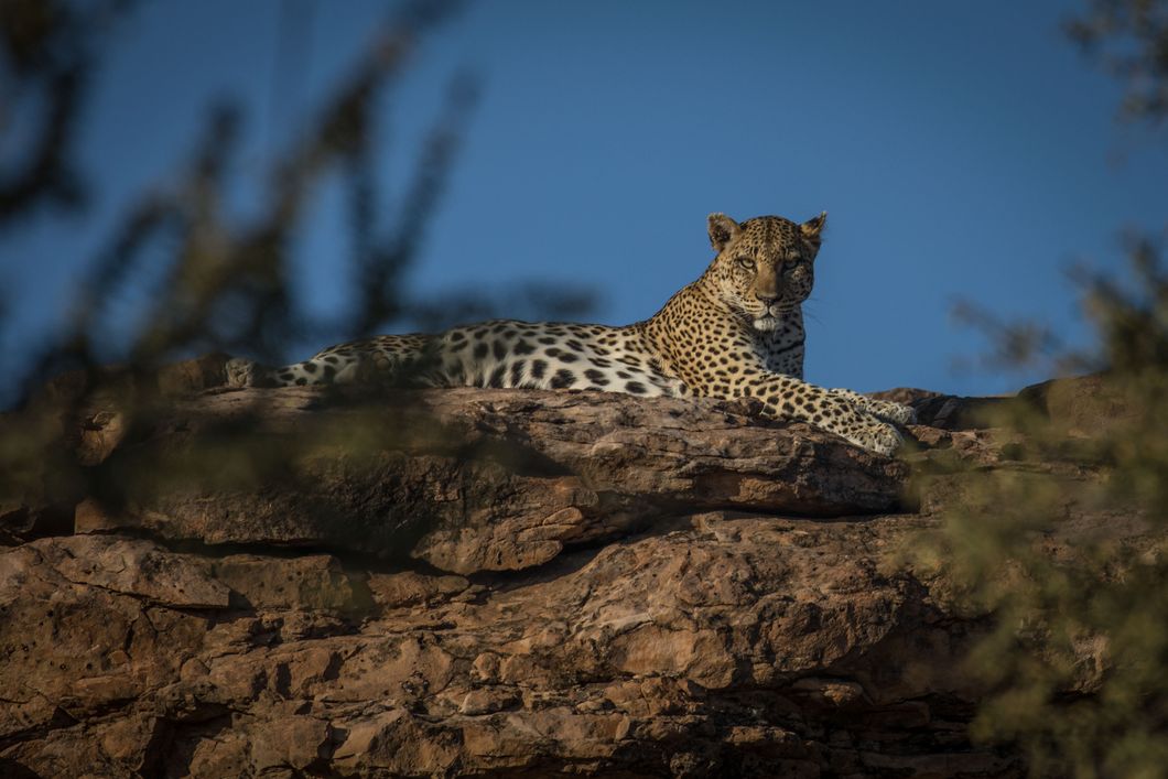Trails Guide-Ausbildung in Afrika: Leopard auf einem Felsen im suedlichen Afrika