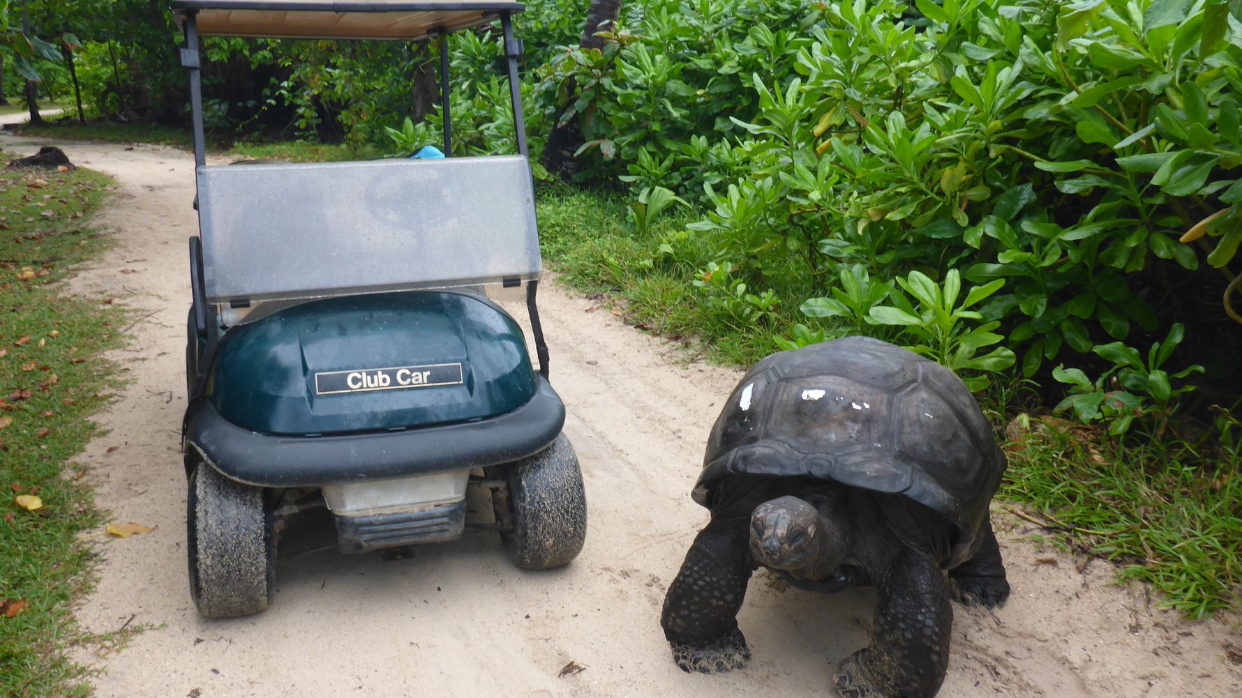 freiwilligenarbeit-seychellen-erfahrungsbericht-artenschutz-kundenfotos-wildnis-natucate
