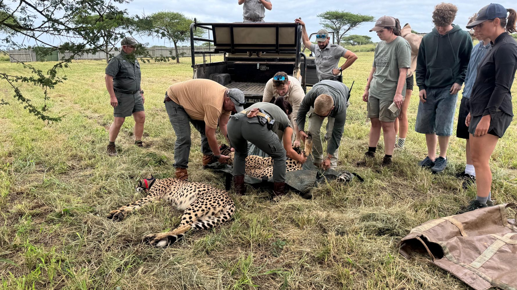erfahrungsbericht-suedafrika-zululand-brigitta-cheetah-operation