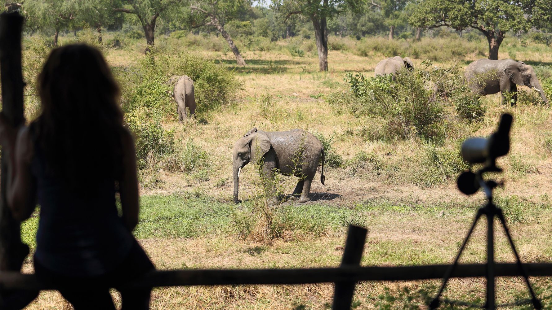 blog-ratgeber-sambia-flatdogs-camp-aussicht-elefant-natucate