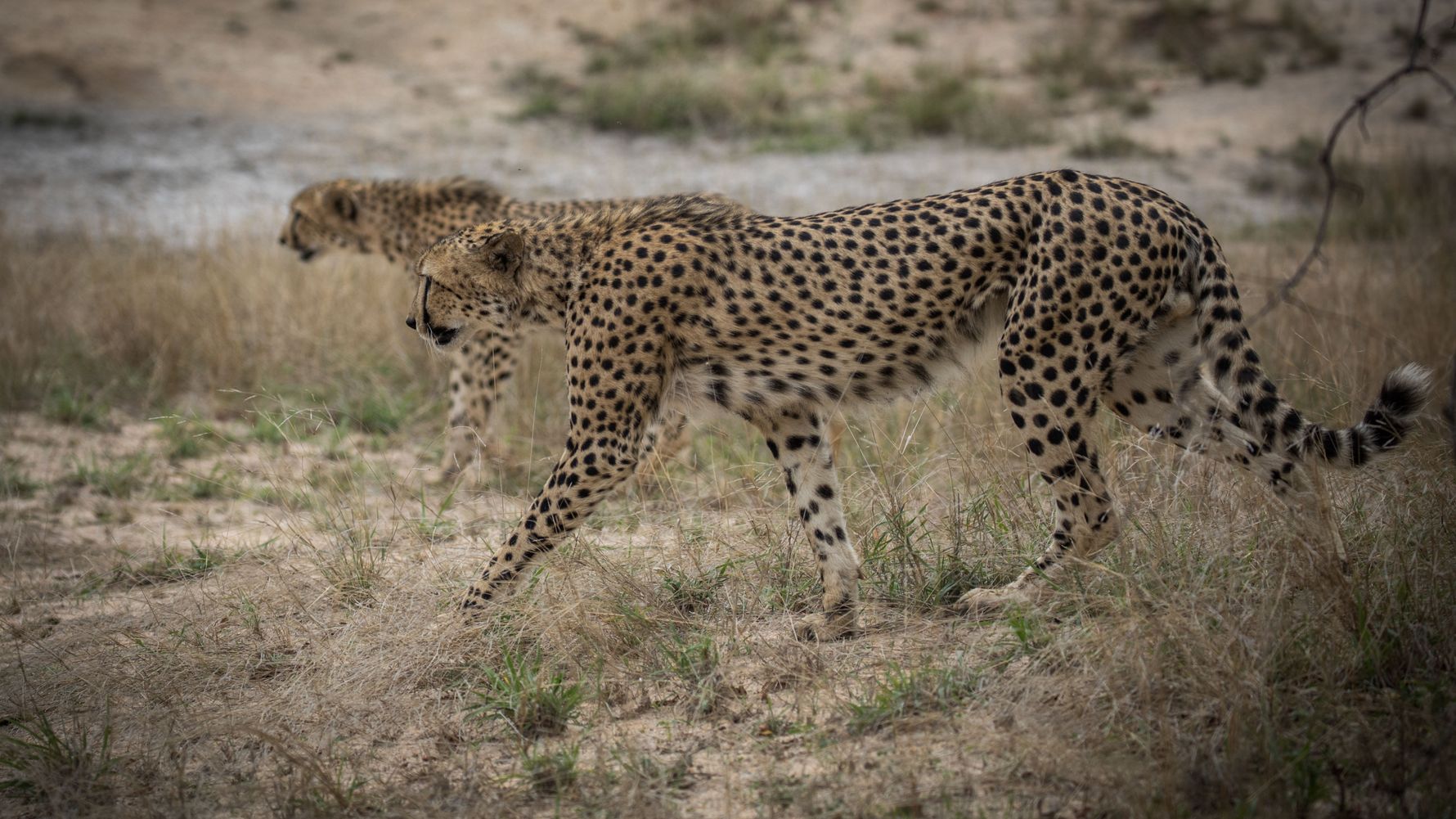erfahrungsberichte-suedafrika-fgl1-rangerausbildung-kundenfotos-geparden-natucate