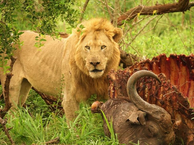 freiwilligenarbeit-suedafrika-erfahrungsbericht-kundenfotos-artenschutz-loewe-natucate