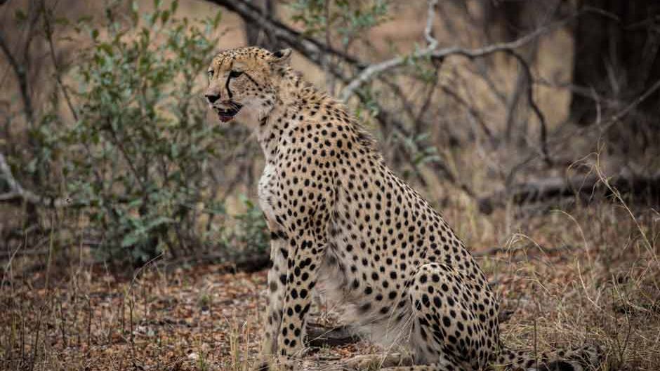freiwilligenarbeit-artenschutz-gepard-in-suedafrika-erfolge-blog-natucate