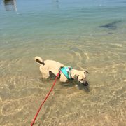 erfahrungsberichte-freiwilligenarbeit-thailand-ko-lanta-tierschutz-kim-hund-im-meer-natucate