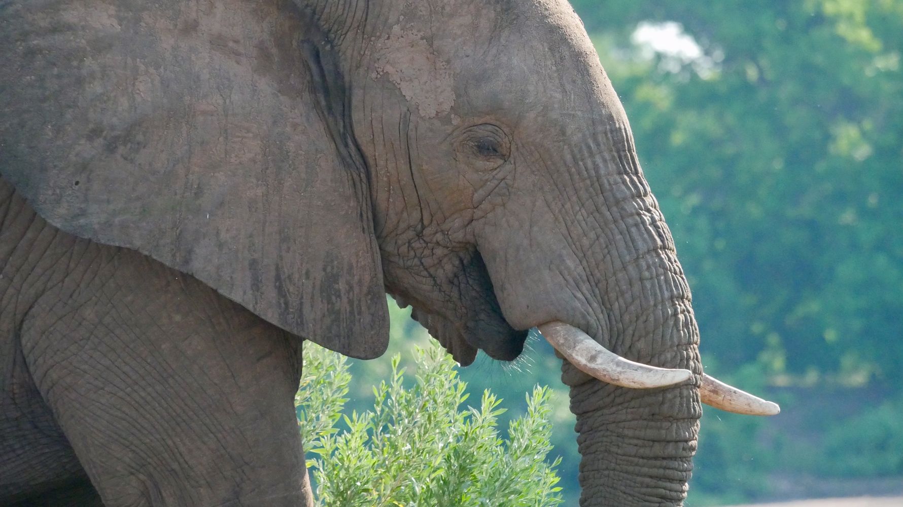 erfahrungsberichte-rangerkurse-suedafrika-field-guide-level-1-juliana-elefant-natucate