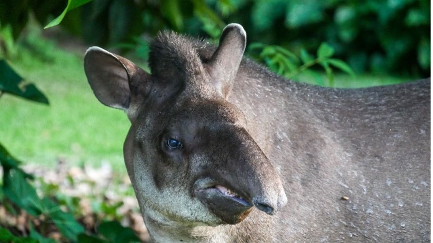erfahrungsbericht-peru-volunteering-juliana-animals