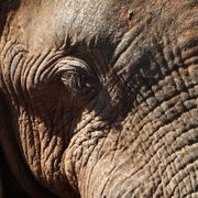 erfahrungsberichte-rangerkurs-field-guide-level-1-afrika-elke-elefant-natucate