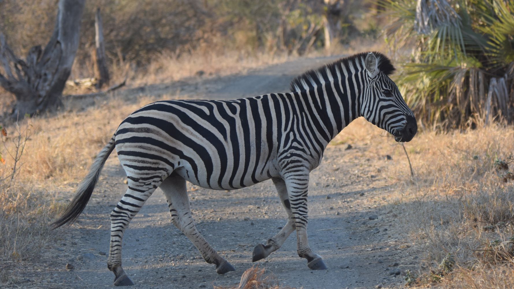 erfahrungsberichte-naturreise-afrika-private-wilderness-experience-marion-zebra-natucate