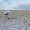 laenderinformationen-deutschland-wattenmeer-moewe-natucate