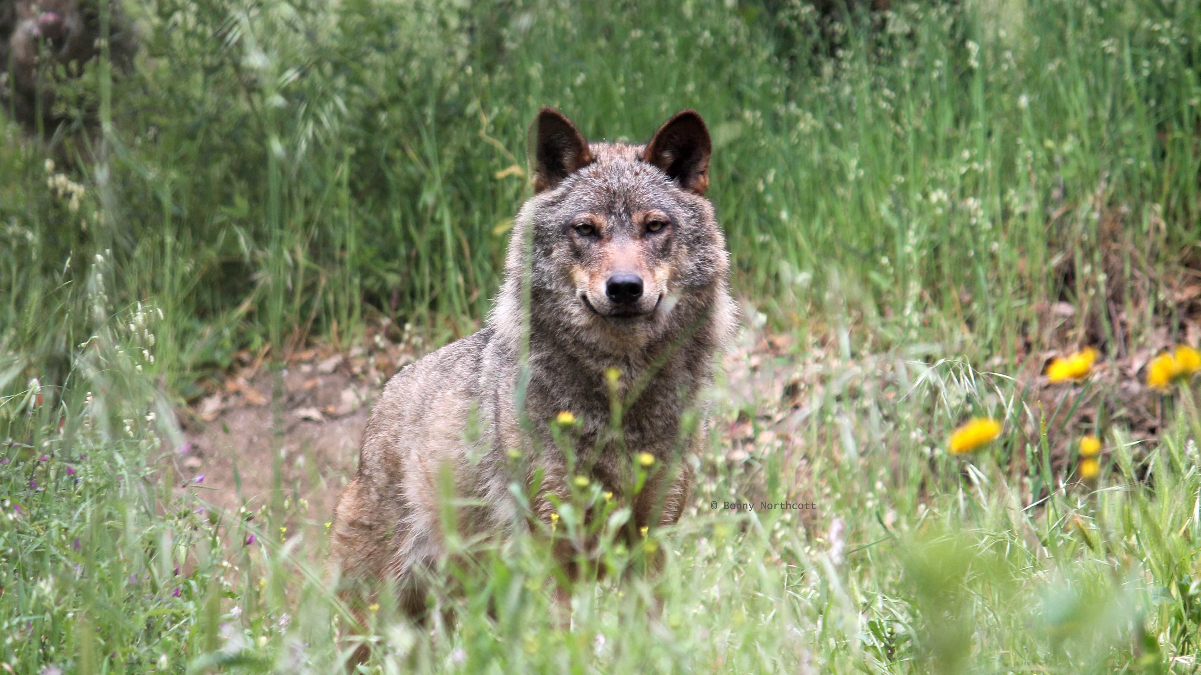 Ein Iberischer Wolf steht im Gras auf dem Gelaende des Wolfsschutzprojekts in Portugal