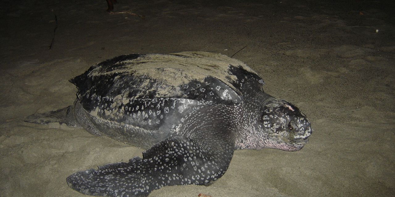 Eine dunkle, riesige Meeresschildkröte der Lederschildkröten Art an Land im Sand bei Nacht.