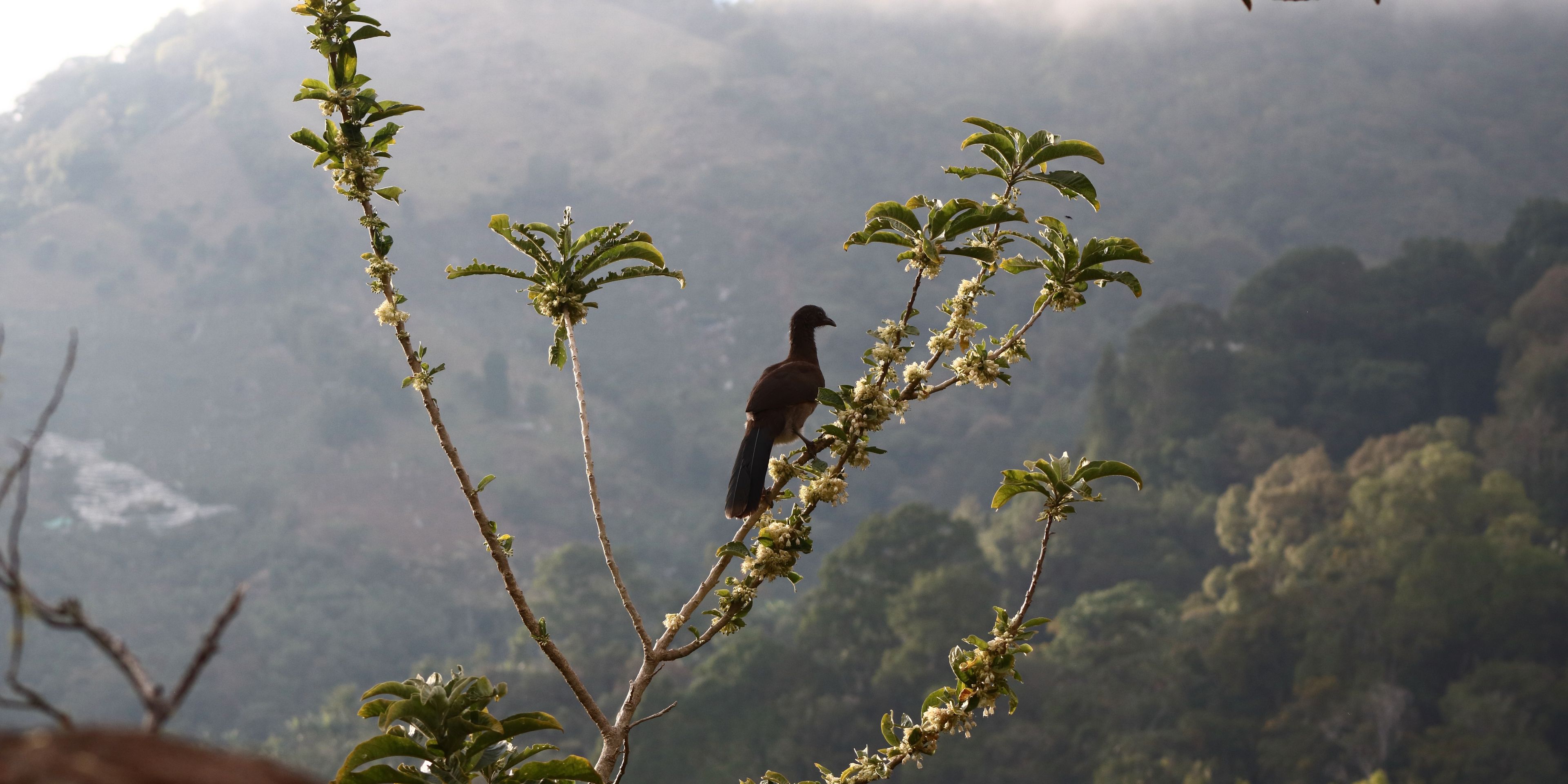 natucate-volunteering-costa-rica-forest-conservation-bird-forest
