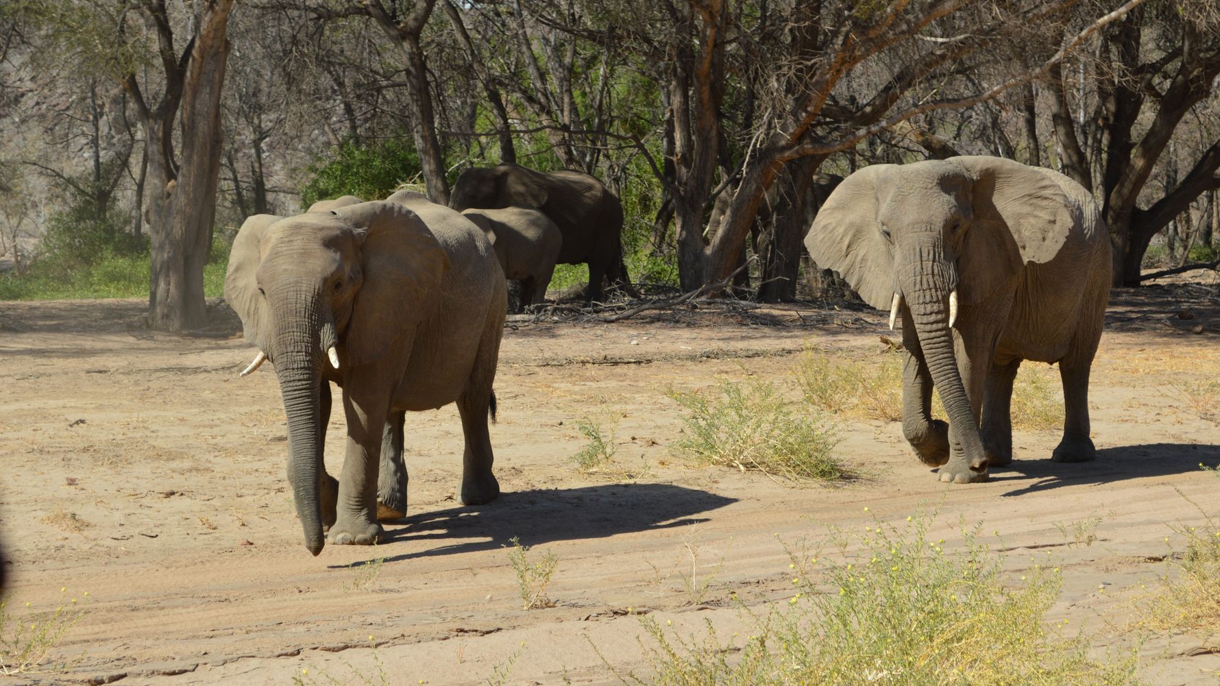 Auslandsaufenthalt in Namibia: Mehrere Elefanten stehen im Schatten oder gehen durch die Landschaft