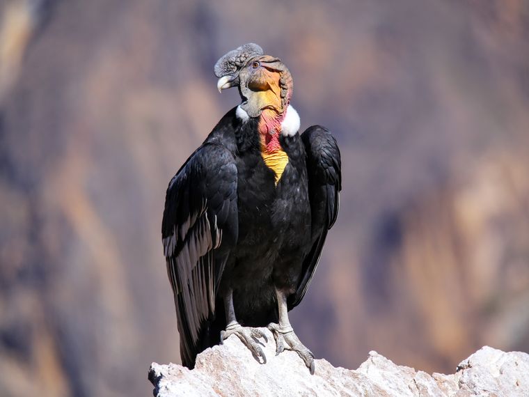 blog-wissen-kondore-koenige-der-luefte-kondor-natucate