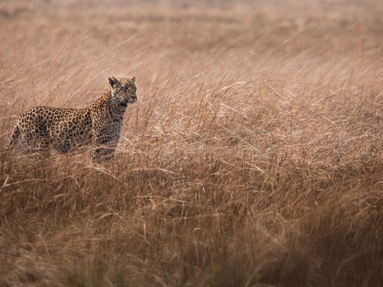 natucate-safari-authentisch-wildnis-sambia-leopard
