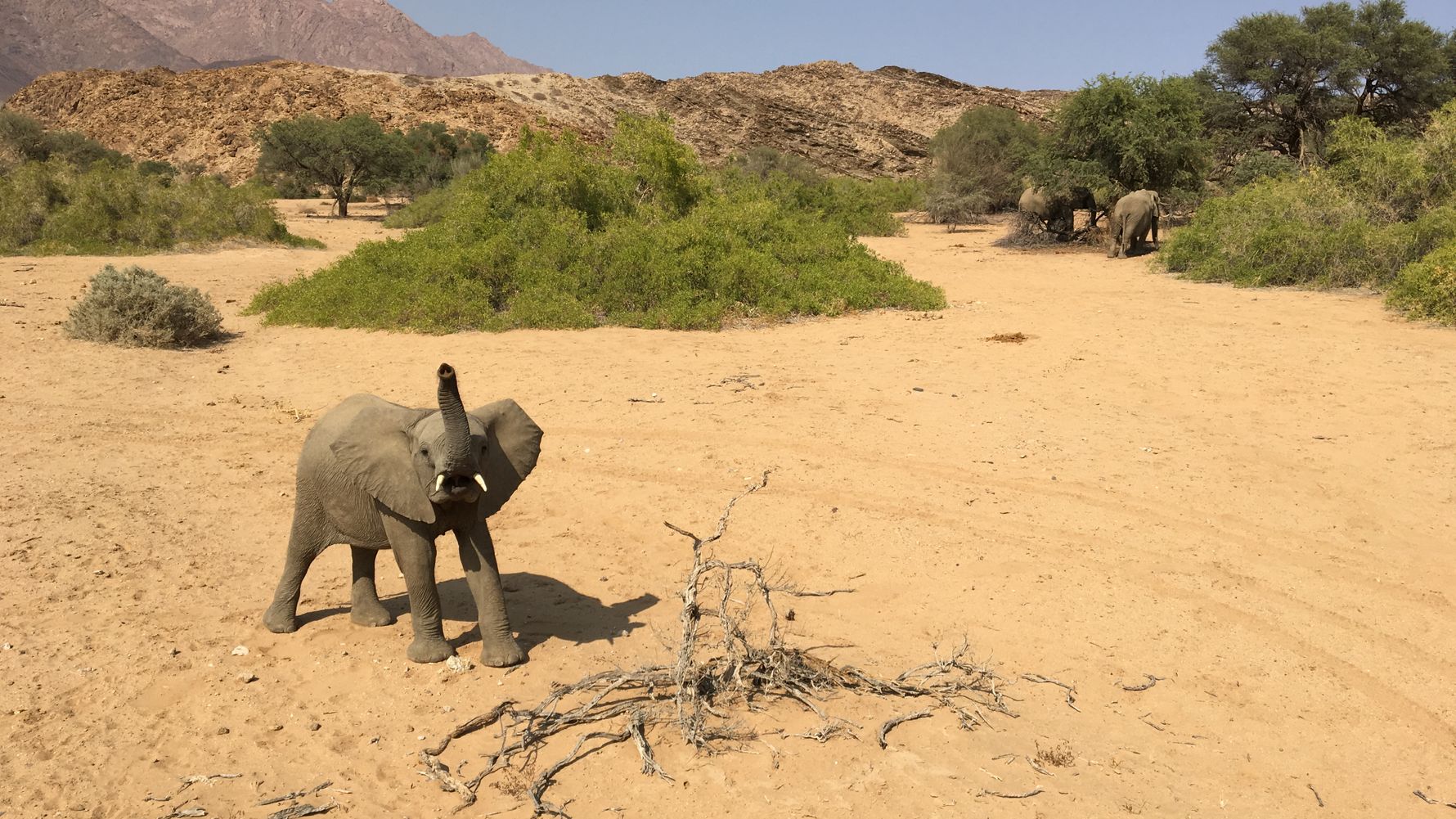Ein afrikansicher Elefant zieht mit seinem Ruessel an dem Gestruepp eines Baumes