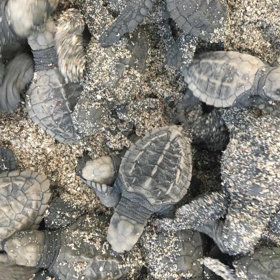 erfahrunsgbericht-costa-rica-praktikum-kundenfotos-artenschutz-schildkroeten-natucate