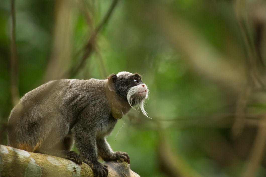 Ein Primat der mit einem Ortungsgeraet ausgestattet wurde wird zu ID erkennung fotografiert