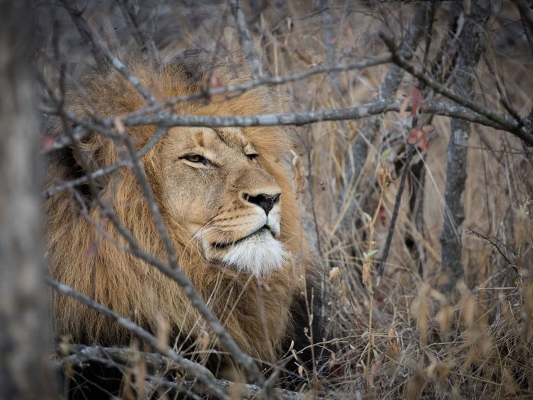 Loewen gelten al Apex-Raubtiere und stehen ganz oben in der Nahrungskette