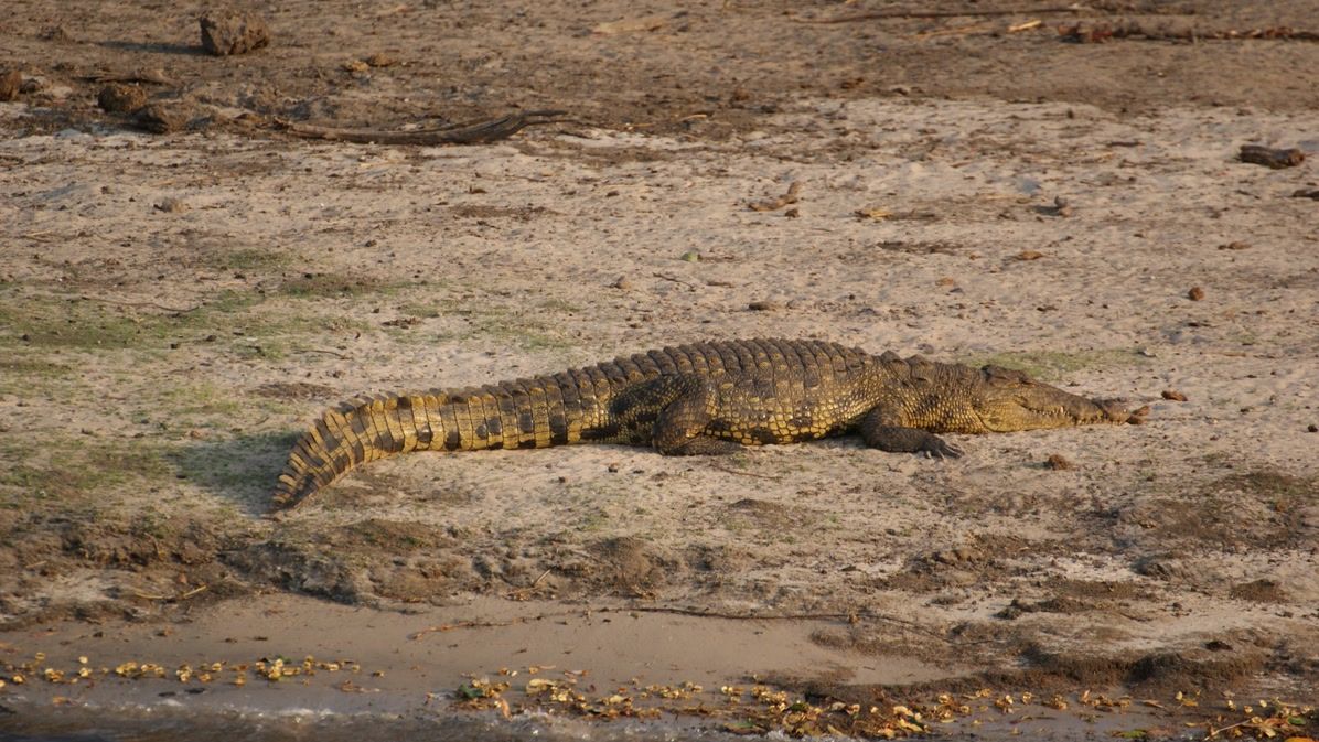 Naturguideausbildung: Ein Nilkrokodil am Flussufer