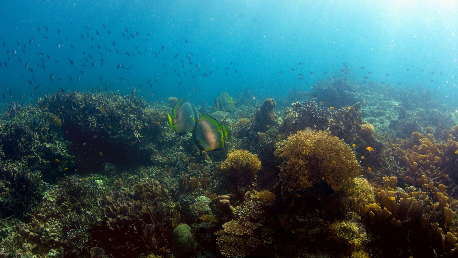Die Unterwasserwelt der Philippinen bietet viele Moeglichkeiten zur Erkundung
