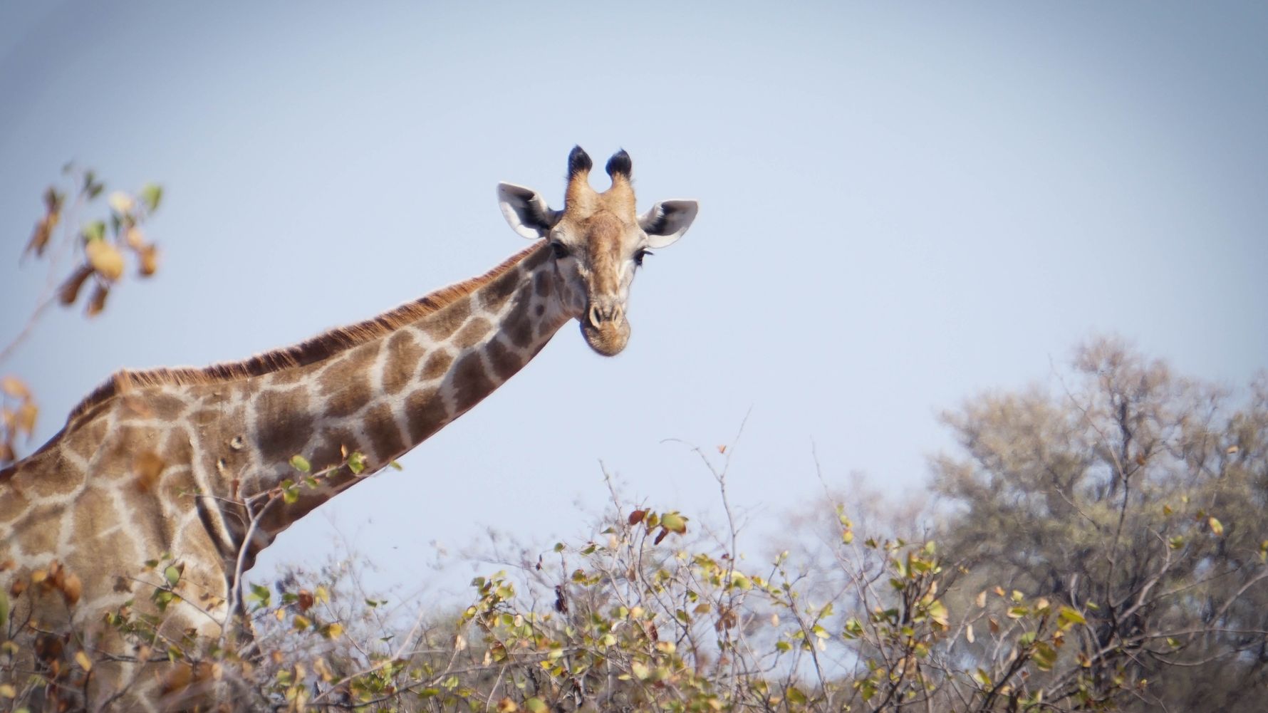 blog-sabbatical-neue-regeln-2017-giraffe-natucate