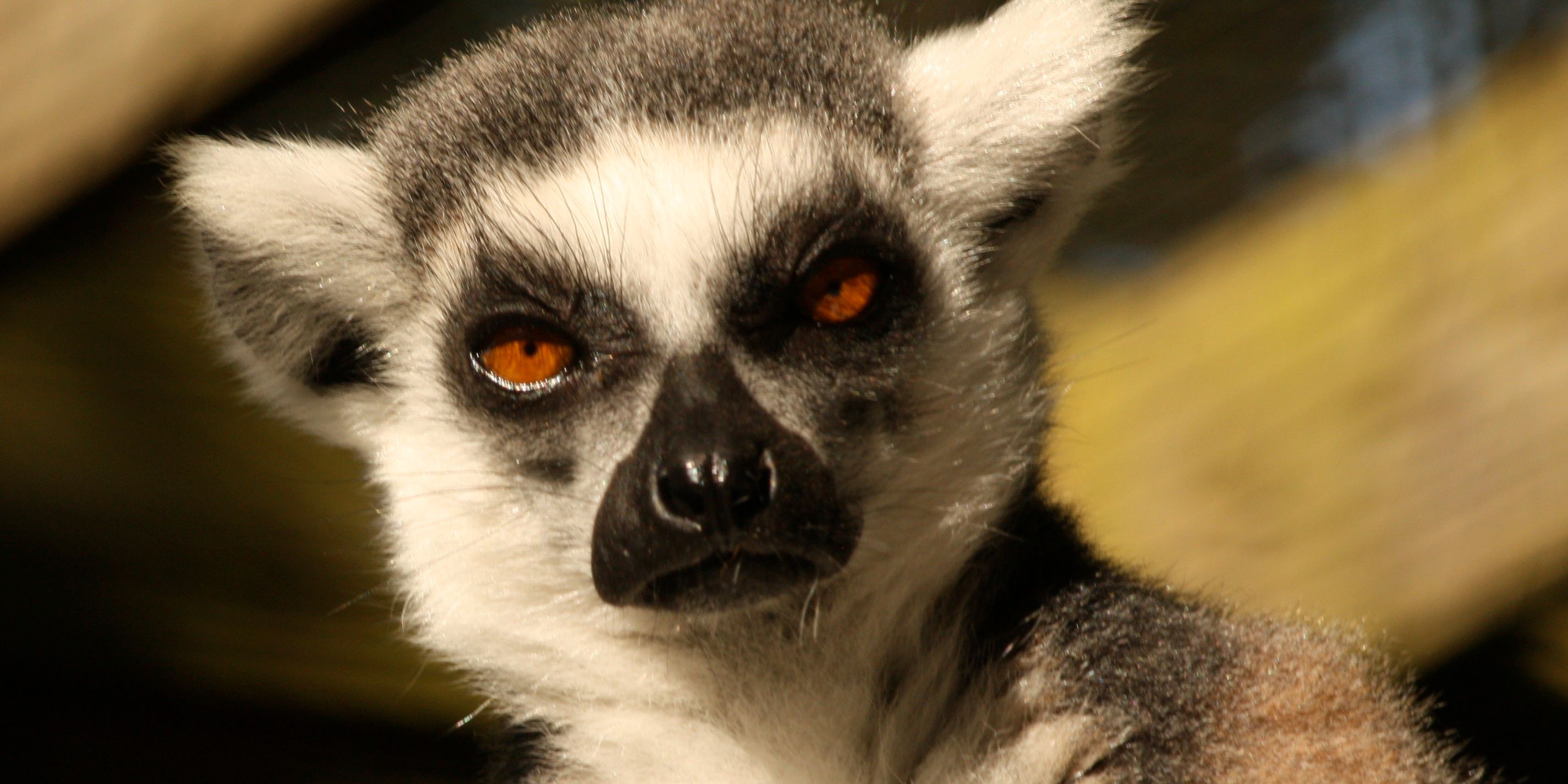 Volunteering in den USA: Nahaufnahme eines im Tierschutzzentrum betreuten Lemurs